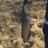 Sturtlesbeach1's profile image