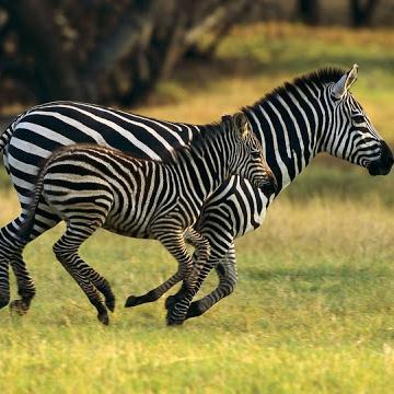 TheWild121's profile picture. 