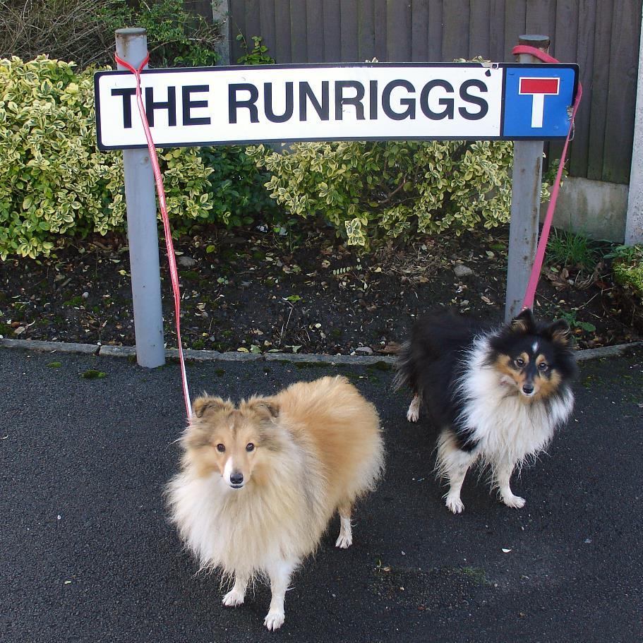 Runner, sheltie owner, BOF. Bluesky @croft-tony.bsky.social