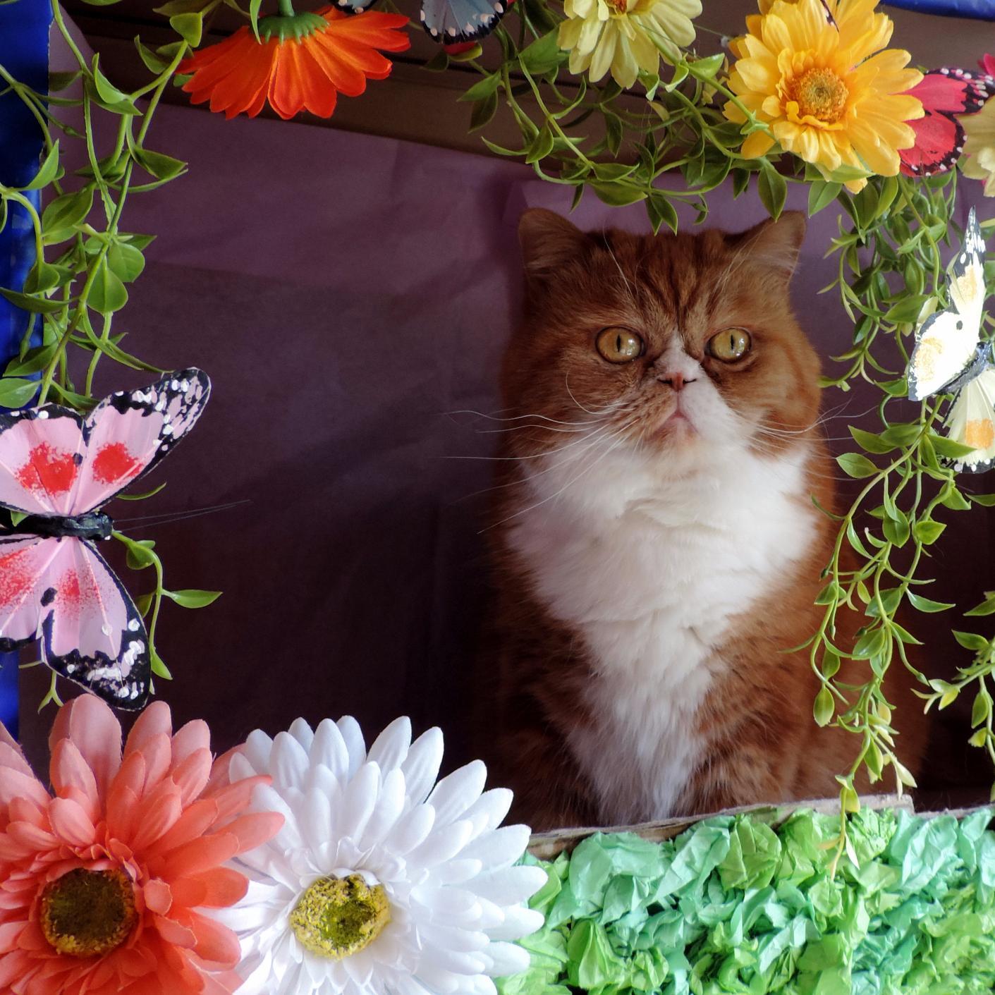 I'm an adopted exotic shorthair persian.