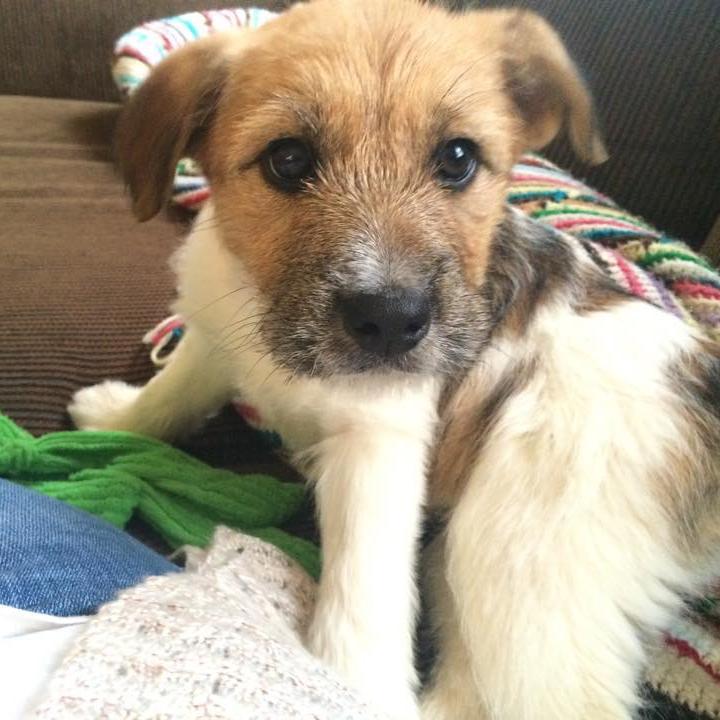 puppalu's profile picture. 