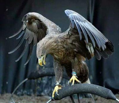 GondraGamer135's profile picture. visiten y si pueden suscribanse a mi canal de youtube es pequeño pero ira creciendo: GondraGamer135