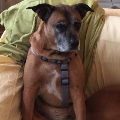 Mckesson is a Boxer / German Shepherd who is getting old! Send her your tips on good health!