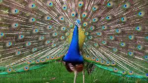 banjunior04's profile picture. Hi I'm Brenden I have a passionate about animals