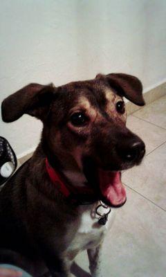 Food and videogames lover, mother of dogs and amiibo fanatic... Nintendo... adopt me...