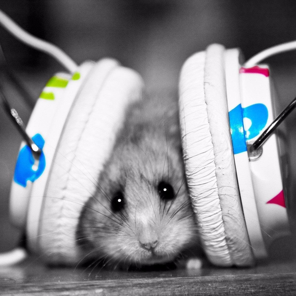 30+, Germany, possibly a real Hamster