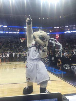 Official Twitter of the 2015 Men's Basketball CAA championship winning Northeastern University Huskies Mascot. You won't find a better dog.