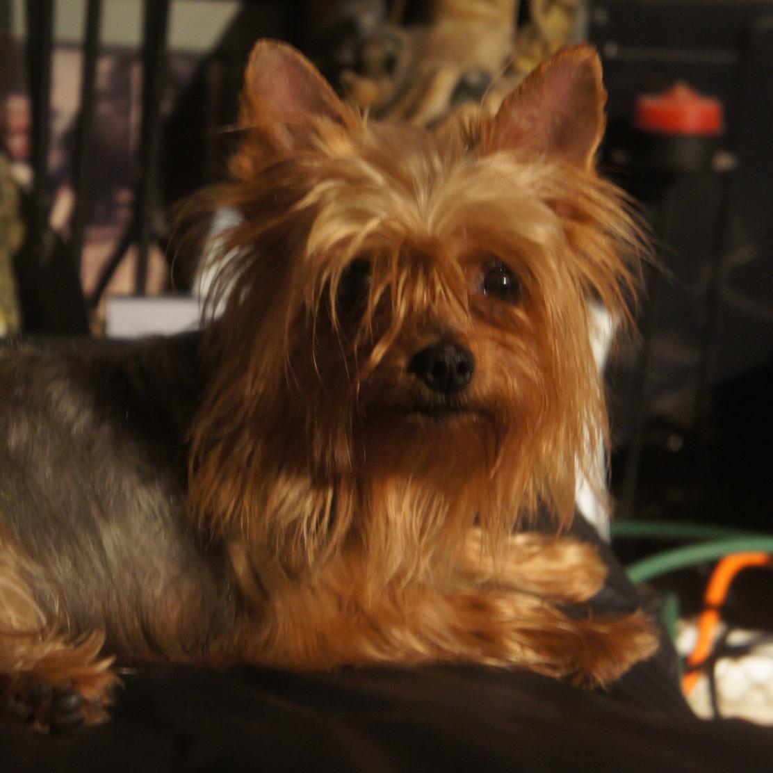 _Yorkie's profile picture. 