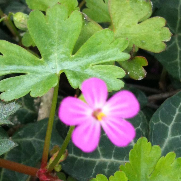 nurture_uk's profile picture. Christian; Service user Researcher; Lived Experience; Mental Health Peer Support; Married to Martyn; Faith, hope, LOVE, life, grace & peace to you!