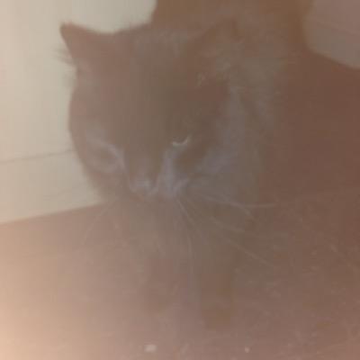 SteveytheKat's profile picture. I'm a cat. 

Lick my own balls when I want and fight foxes. And what of it??