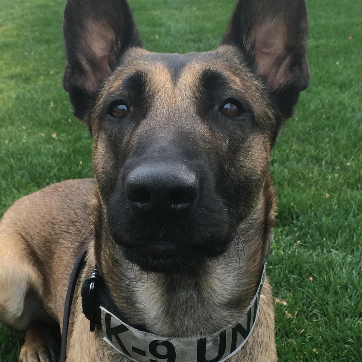 SpecOpsK9's profile picture. 