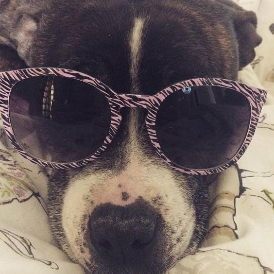 Thedogatheart's profile picture. My name is Lois and I help others who experience Autism in their lives by writing blogs. My blogs gives people a brief understanding what Autism is like.