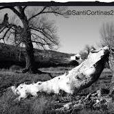 spectersfallens's profile picture. fueled by cold brew & late deadlines ☕⌛