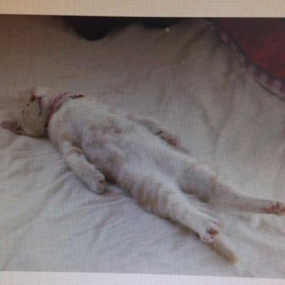 lawrence1141's profile picture. 