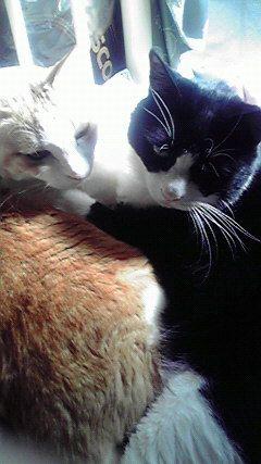 elica_Escience's profile picture. 茅原実里さんが大好きです
猫は生き甲斐です
でも座右の銘は他力本願と一攫千金です