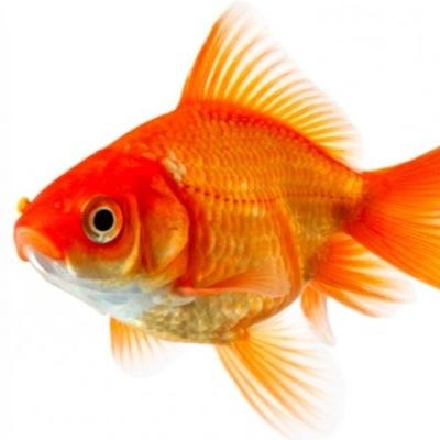 Just your average goldfish telling you how it is.
