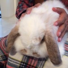 食べ歩き好き
