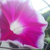 やぎこ (@kyagiko) Twitter profile photo