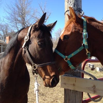 ✨Zip Like A Leaguer. ✨ AQHA Dan's Deville OTTB