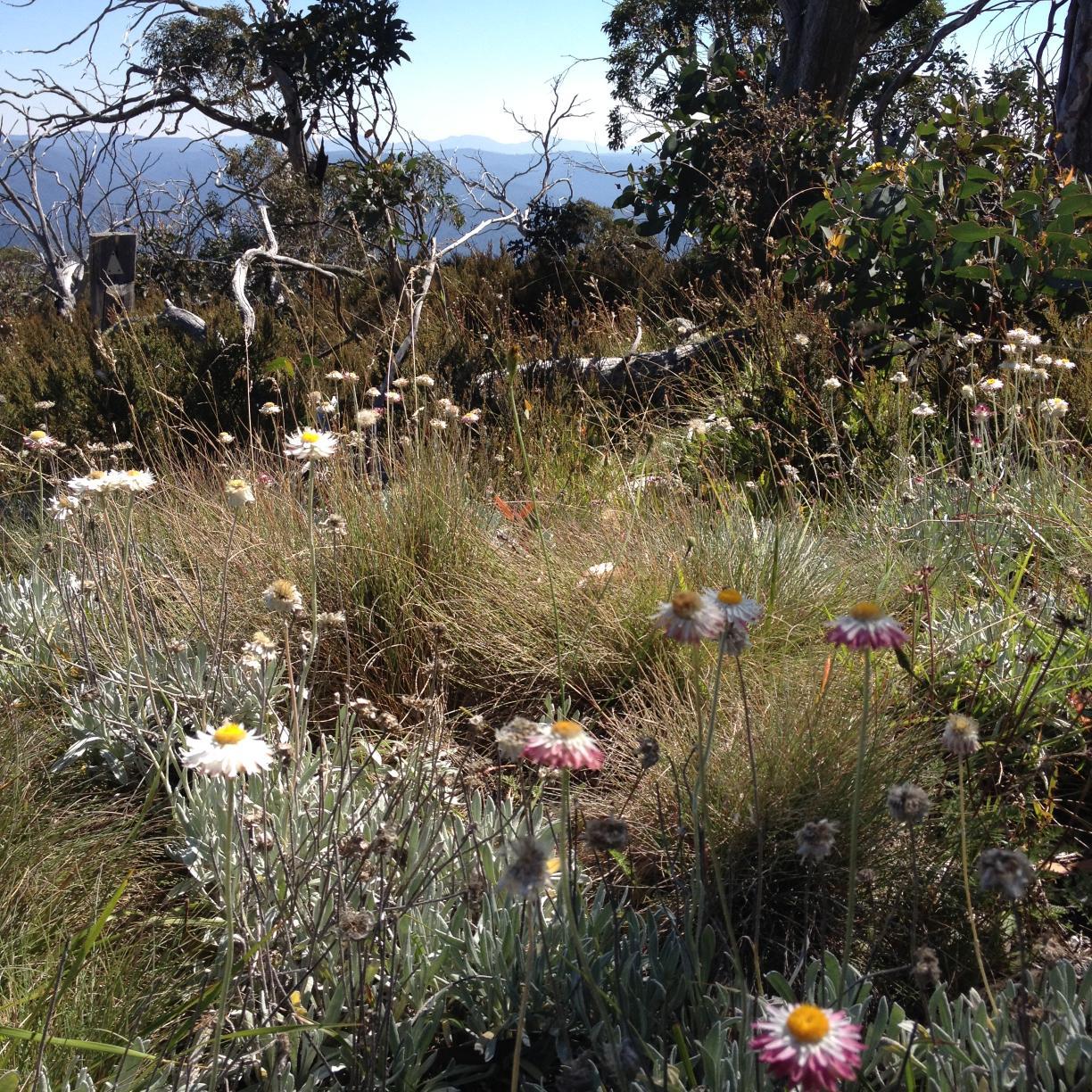 ACT regional info & events for Upper Murrumbidgee Waterwatch, ACT Regional Landcare Facilitator and the Ginninderra, Molonglo and Southern ACT Catchment Groups
