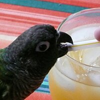 Bo the Conure(@GreenCheekBo) 's Twitter Profile Photo