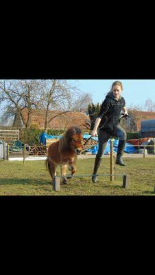 Maak de witte knop blauw | Winacties| Verlotingen| Paardentweets | Bezig met beleren van een appaloosa | En nog heel veel meer |