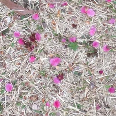 趣味 :草花観察.写真見る. ライブ好き♪矢野顕子.くるり.スカパラ