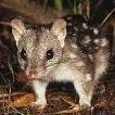 spottedquoll's profile picture. Mum to 4 young children.