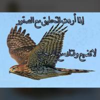 طير الحر  libya (@basher8138) 's Twitter Profile