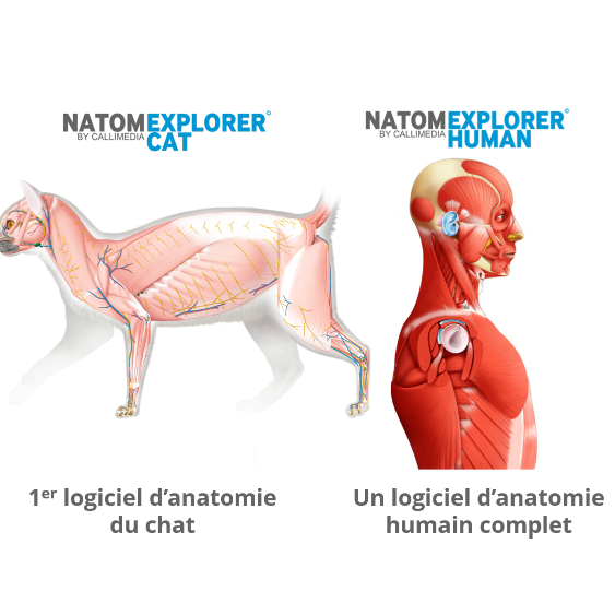 Logiciels d'anatomie et Banque d'images d'illustrations anatomiques et médicales libres de droit de l'homme et du chat.