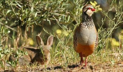 menor_caza's profile picture. twitter dedicado a la caza menor