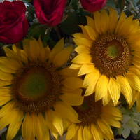 Diah (@drandrini) 's Twitter Profile