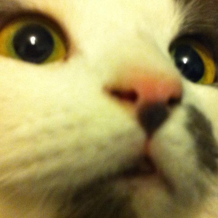 I probably post cats