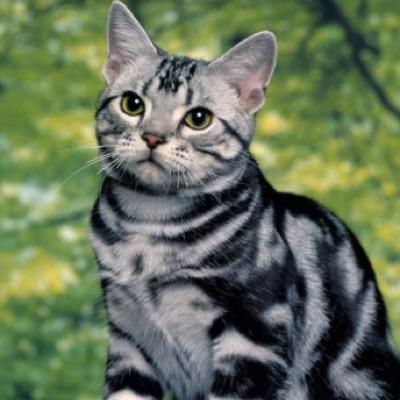 Millowkit-Shekit with a gray and white striped coat,violet eyes. Meadowkit- Black shekit with rare blue markings;Parents:@Sunkit13 & @Striped_warrior
SteamClan