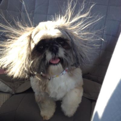 betty_lupo's profile picture. 