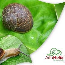 AitoHelix's profile picture. Aito Helix has successfully and professionally qualified with the breeding of snails, extracting its slime to be used in the Pharmaceutical and Cosmetic sectors