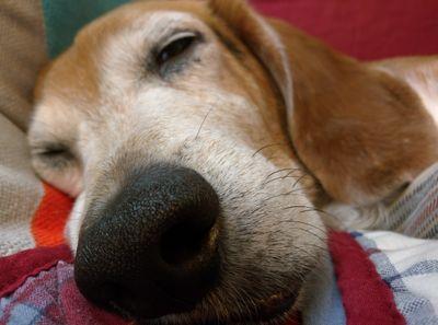 dirtybeagles Profile Picture
