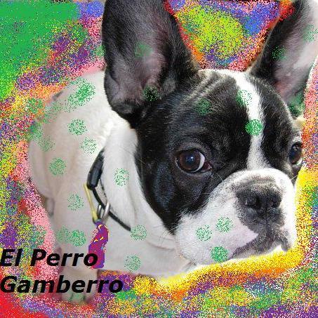 El Perro Gamberro