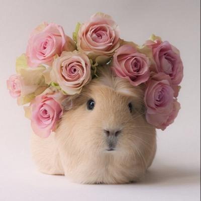 where is my crown ?? love my besties !!❤️ my guinea pigs r the best !!❤️