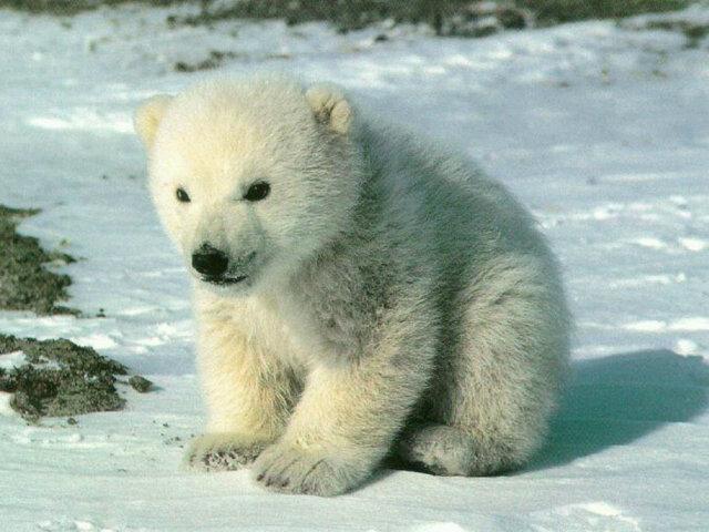 Natural Things On Twitter At Cuteanimalsbaby Thats The
