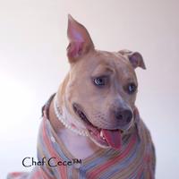 chef cece (@chefcecewoof) 's Twitter Profile