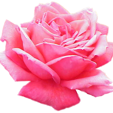 arrayofblossom's profile picture. 