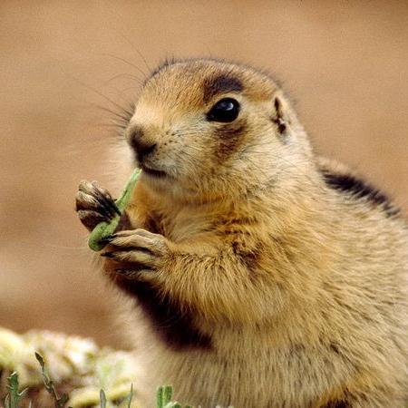 This account is ran by Priscila and Diego, it is for the purpose of creating awareness of the Mexican Prairie Dog and to propose solutions to control the damage