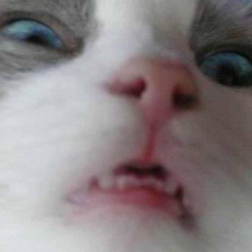 Pelageyakuliko1's profile picture. шашлычок