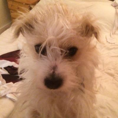 majellamcclosk1's profile picture. 