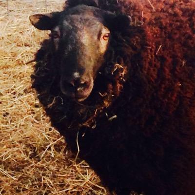 EwezdSheepShop's profile picture. All Natural Soap,made from essential oils and goatsmilk,shea butter,Hand felted soaps,from wool and Alpaca fleeces. that comes from the rescues that live here.