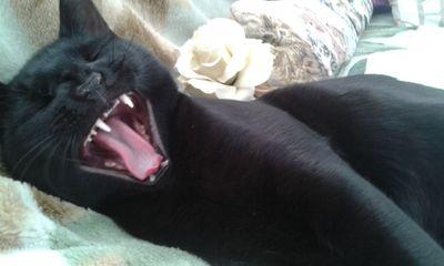 valiencrimson's profile picture. 