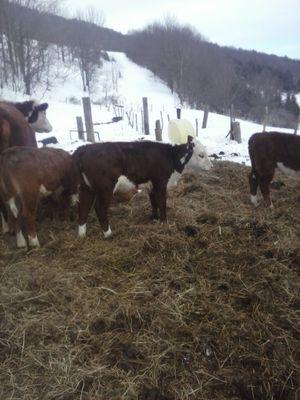 annamerwin_am's profile picture. i love Twitter so much. and i love my boyfriend. and i am happy with the people i follow. and i really i hope i can have more followers.