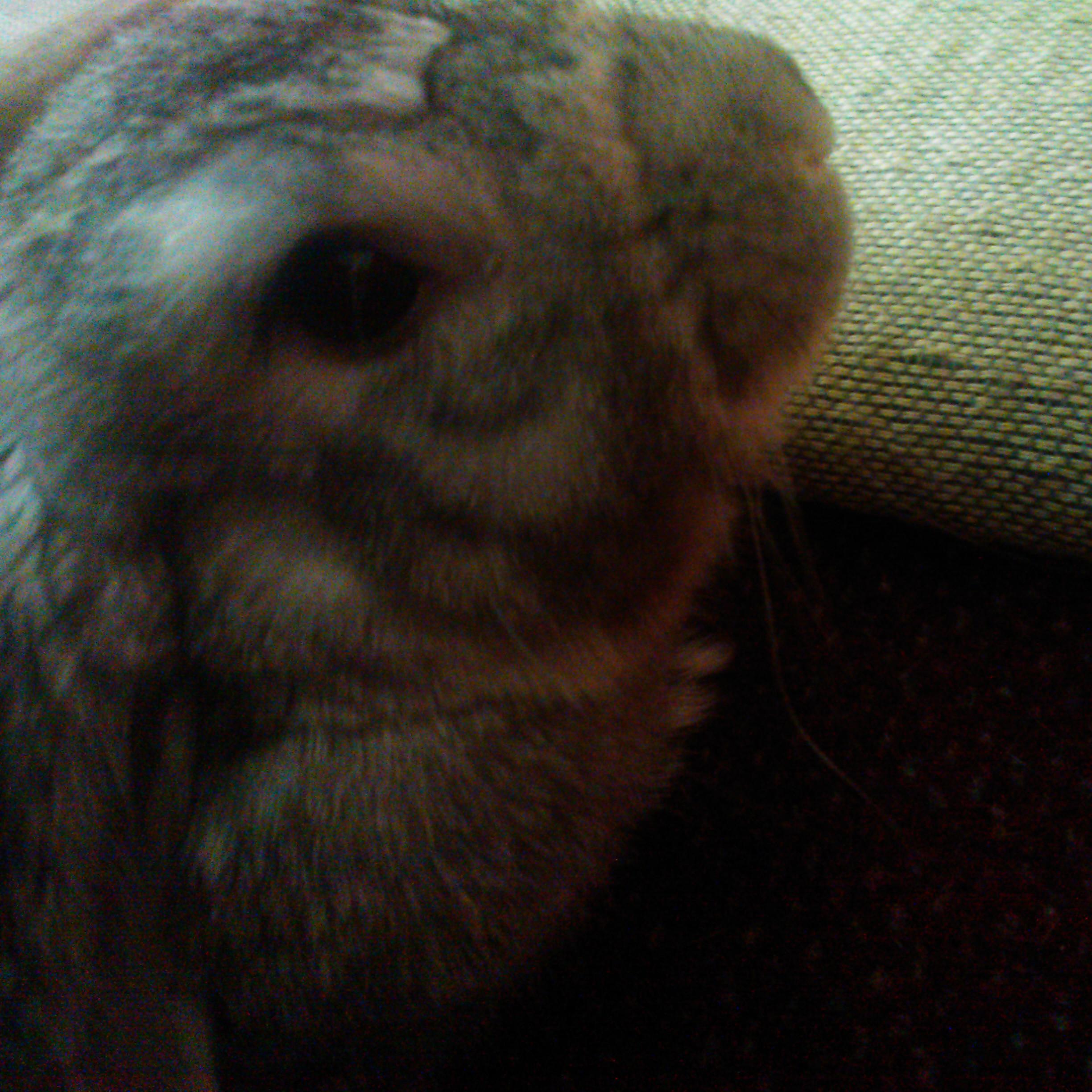 leeannmc1983's profile picture. Just a small town girl.... Pharmacy Technician, Hairdresser, Wedding Planner, bunny mummy....