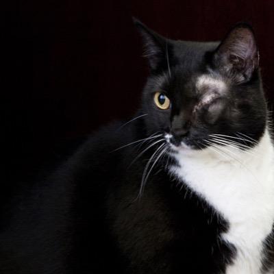 Rude Silky black tom with one amber eye.